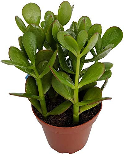 DECOALIVE Jade Planta Suculenta de Interior y Exterior Planta Crasa Natural, 8436601572226