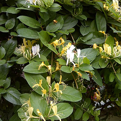 GardenersDream Lonicera Halls Prolific - Immergrünes Geißblatt Winterhart - Kletterpflanzen Winterhart Cremeweiß - Balkon Pflanzen Duftend