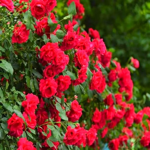 Kletterrose – Winterharte und Pflegeleichte Getopfte Rose – Blühende Kletterpflanze für Wände, Pergolen & Zäune-3knollen-i