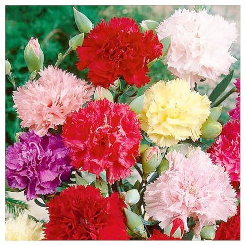 Carnation Chabaud Mix Seeds - 275 Seeds - 8 Week Blooming Period - All Zones