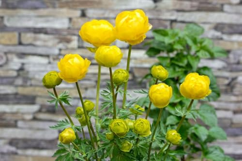 Trollius × cultorum 'Lemon Queen' 11x11 cm Topf – Winterhart, Mehrjährig, Pflegeleicht – Trollblume – Staude für Beet & Teichrand