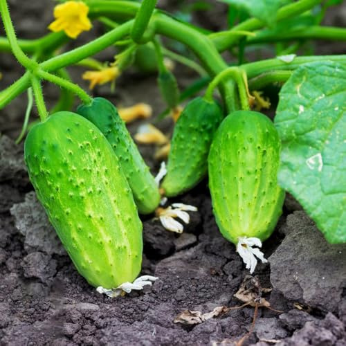 semillas de pepino al aire libre - exóticas resistentes balcón cobertura del suelo jardín perennes 250pcs