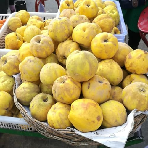 Quittenbaum, schnell wachsende sträucher Cydonia oblonga, Quitten, obstgarten obstsamen obstbäume säulenobstbäume alte sorten obstbaum balkonpflanzen sträucher 80Samen