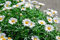 Graines Grande marguerite reine de mai - Graines Made in France, entreprise Familliale -sachet 2 grammes (environ 500 graines) - - Graines de style