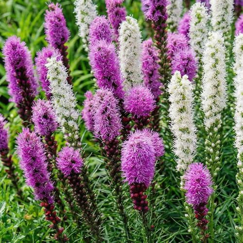 Prachtscharte Lila und Weiß - Liatris spicata Kollektion - 50 Zwiebeln - Stauden Mehrjährig Winterhart - Echte Pflanze aus Holland - für Garten (keine Samen, keine Zwiebeln und nicht künstlich)