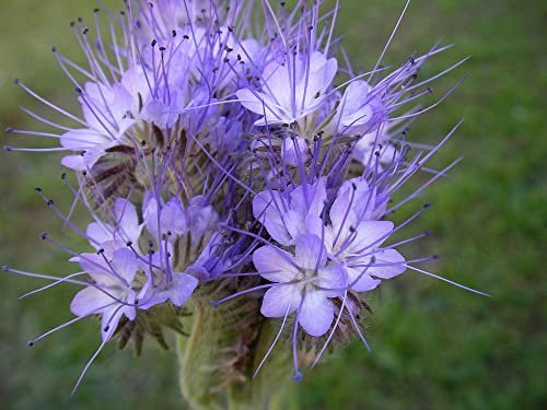 Saat 1 Kg Phacelia einjährig Imker Samen