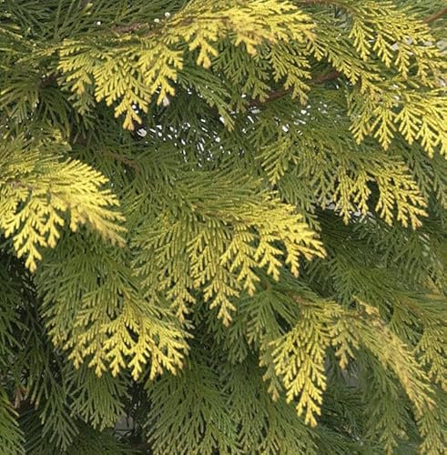 Hochstamm Gelbe Gartenzypresse Kelleriis Gold 40-60cm - Chamaecyparis lawsoniana