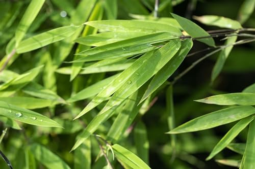 Fargesia nitida 'Black Pearl' 80–100 cm – Winterhart, Immergrün, Pflegeleicht – Schwarzer Bambus – Heckenpflanze für Garten & Sichtschutz