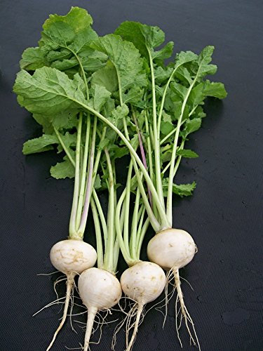 100 + bianco d'uovo semi di rapa Pranzo per il 2015