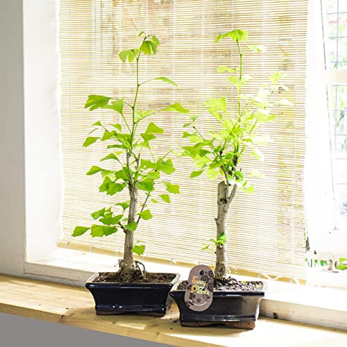 Easy Plants 2 Ginkgo Biloba Bonsai @ Ceramic Pot indoor House Lifelike Plant Home Decoration