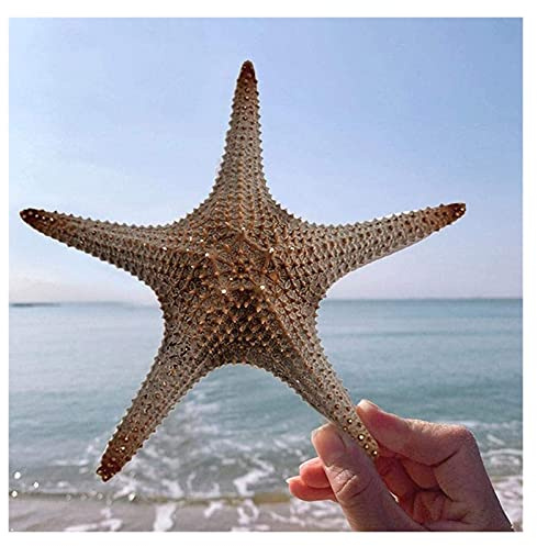 25-33 cm surdimensionné Naturel Roi étoile de mer Grande Coquille conque Rouge Coquillage Plage Artisanat Maison Mariage Aquarium décoration Coquillages de mer pour la décoration