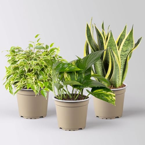 Grünpflanzen-Set Guter Schlaf buntblättrig, Topf-Ø 12 cm, 3 Pflanzen