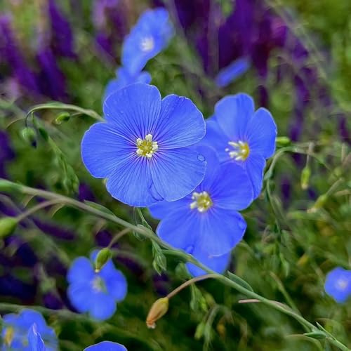blauer leinsamen - indoor garten mehrjährige winterhart alte sorten steingarten bodendecker 250pcs