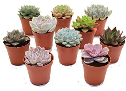 Mix de Diez Suculentas Naturales Mini Plantas Crasas Ideales para Decorar el Hogar