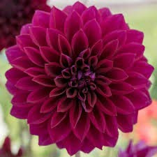 Thomas Edison Dinnerplate Flowering Dahlia Bulbs, Plants, Roots, Flower, SeedsBulbsPlants&More