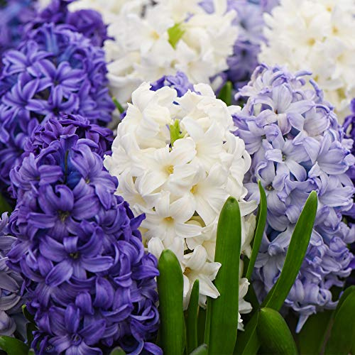 Hyacinth Indoor Bulbs, Hardy Plant, ‘Rhapsody in Blue’, Fragranced, Blue Purple and White Blooms, Easy to Grow Your Own Houseplants, Supplied as 16x Bulbs by Thompson & Morgan