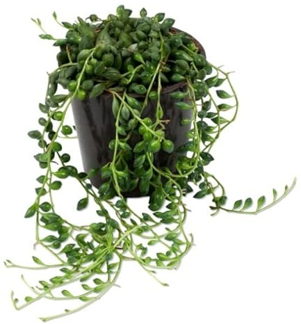 DECOALIVE Senecio Herreianus PREMIUM Cadena de Perlas Planta Suculenta Natural, 8435712004381
