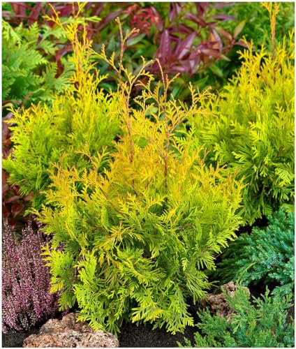 GrowOn Shrubs [x3] Dwarf Conifer Thuja Occidentalis 'Sunkist' | Multi-Pack | Evergreen Shrubs | Outdoor Garden Ready Plants