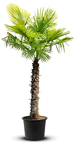 Tropictrees Trachycarpus Fortunei Hanfpalme winterschutz mit einer Stammhöhe von 120-140 cm | Höhe 240cm | Gelbe und grüne Blätter | Winterschutz Palme für drinnen und draußen