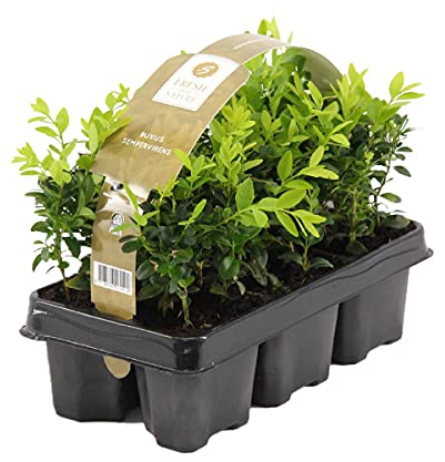 Bloomique - 6er Set - Buxus Sempervirens - Buchsbaum - Heckenpflanzen Winterhart - Gartenpflanze - Höhe 15-20 cm - Topf 9 cm