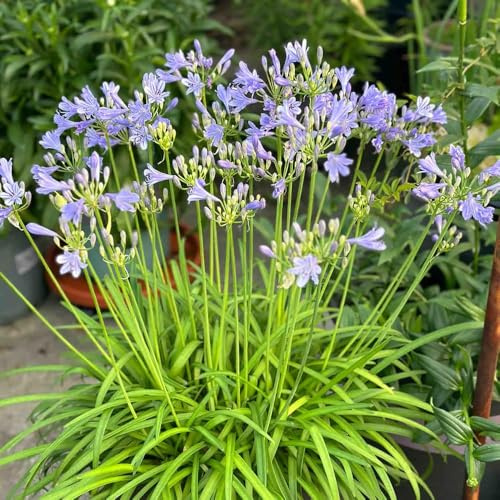10 piezas semillas de agapanto - jardín resistentes lirio africano semillas exóticas, pradera de jardín interior resistentes