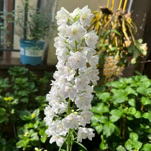 rittersporn - Seltene - extrem winterharte kübelpflanzen dekopflanzen hochbeete für garten balkonblumen rittersporn garten sommerblumen bonsai topf 10samen