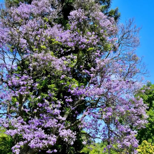 Semi di Jacaranda, giardino di Jacaranda mimosifolia, semi di Le da balcone sono 300pcs