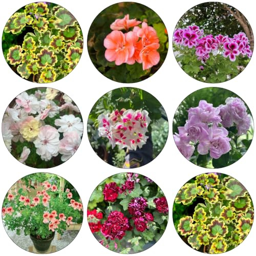 geranien wildblumensamen winterharte stauden für pralle sonne dekopflanzen wildkräuter frühlingsblumen blumendeko balkon garten schmetterlingsflieder indoor kräutergarten blumenwiese 30samen