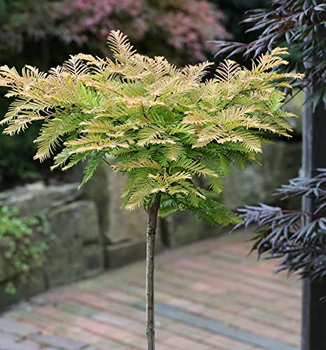 Hochstamm Kugel Urweltmammutbaum Matthaie 80-100cm - Metasequoia glyptostroboides - lebende Gartenpflanze aus den Baumschulen