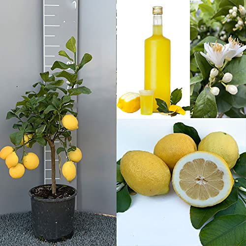 SAVINI VIVAI Plante de Citronnier Agrumes Citron Zagara Blanche en Pot de 20 cm Hauteur 70 cm 2-3 Ans de greffe Made in Italy