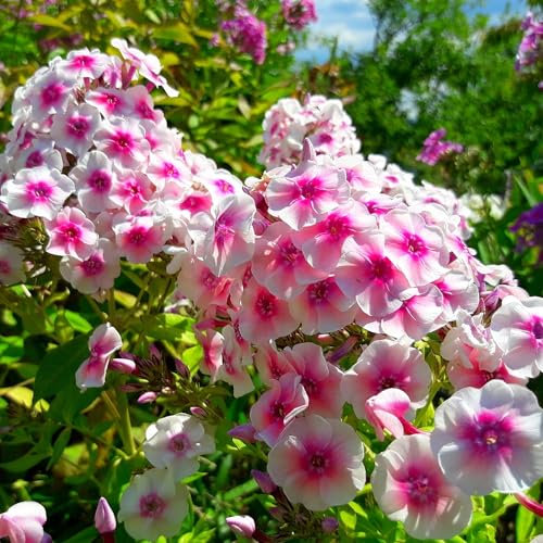 Pianta vera di Phlox paniculata Adessa Pink Star - Diametro Vaso Ø 19 cm