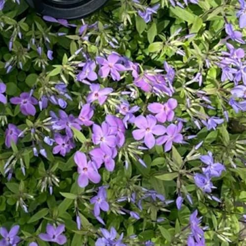 Semillas de Phlox de alfombra - jardín de rocas resistentes Phlox subulata - perennes para lugares soleados de balcón resistentes 250pcs
