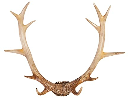 Hansmeier Geweih-Garderobenhaken - Stilvoll, Formschön & modern - Weiß - 54 cm - Deko Hirschgeweih - Mehrzweckhaken und Wanddeko - Hohe Tragkraft