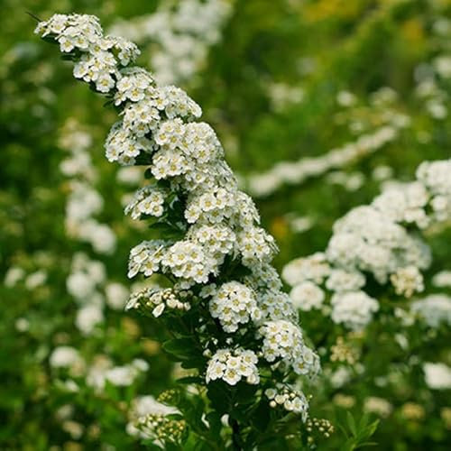 3 x Spirée du Japon 'Snowmound' - Spiraea Nipponica 'Snowmound' 30-40 cm en conteneur - L'Éclatante Spirée Japonaise