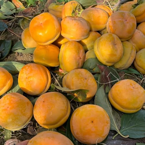 Kaki, Diospyros kaki, obstbäume kaufen garten exotische winterhart obstbäume seltene 15Samen