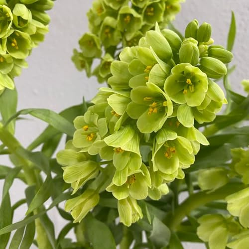 Fritillarie imperiali - Fritillaria - Aiule rialzate per il giardino decorazioni da giardino per esterni da roccioso serra interna 2bulbi