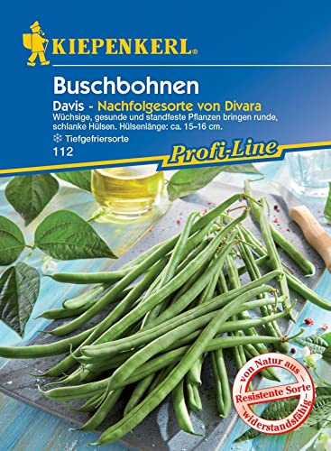 Kiepenkerl 0112 Buschbohne Davis, ertragreichen Sorte, widerstandfähig gegen Fettflecken Brennflecken Mosaikvirus und weitere Krankheiten