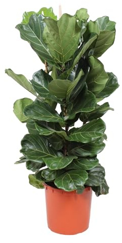 Trendyplants - Ficus Lyrata arbuste - Plante de tabac - Plante d'intérieur - Hauteur 150-170 cm - Taille du pot Ø30cm