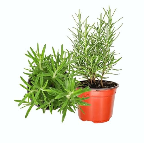 Romero Plantas Vivas - Set de 2 Plantas Naturales - Plantas de Cocina