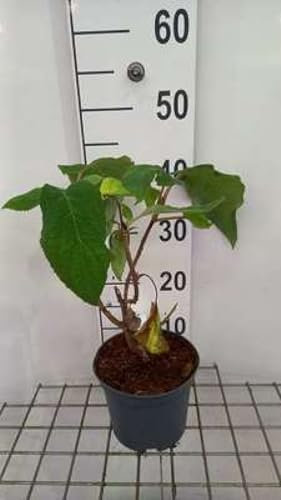 Hydrangea aspera 'Sargentiana' - Hortensien 25-30 cm Container