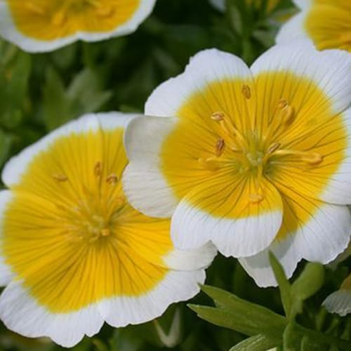 Welldales 50 Dwarf Poached Egg Plant Seeds Bi Colour Meadow Ground Cover Flower UK Annual
