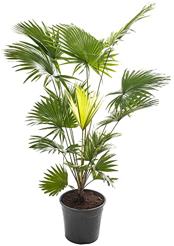 Plante d'intérieur tropicale, le palmier Livistona est grand et réellement persistant.