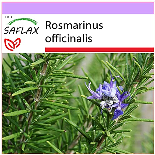 SAFLAX - Rosmarino - 100 semi - Rosmarinus officinalis