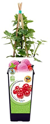 Grosella Roja Natural la Planta Perfecta para un Huerto Casero Lleno de Sabor y Nutrición