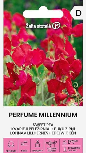 Zalia stotele | Pisello odoroso - PERFUME MILLENNIUM | Semi di fiori |Pianta rampicante annuale, molto decorativa| Semi di piante | Semi da giardino | 1 confezione