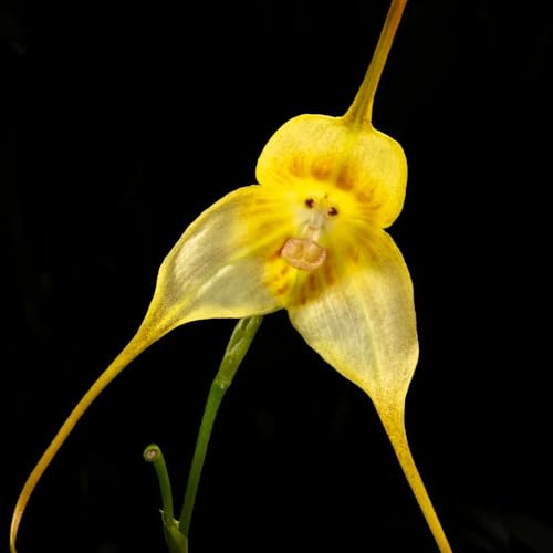 orchidea scimmia, Decorazioni giardino per esterni orchidee Decorazioni autunnali per un giardino resistente l' di semi di 250semi