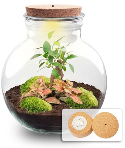 Flaschengarten Teddy-Bonsai – Ø25cm 26,5cm – Pflanzenterrarium mit LED-Kork – DIY Bausatz mit Ficus Ginseng Bonsai, Fittonia & Moos – Selbstversorgendes Mini-Ökosystem
