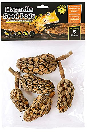 Galapagos Magnolia Seed Pods Natural Bioactive Terrariums Provides shelter and Food for microfauna 2-4 inch pods 5pk
