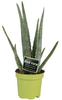 Aloe Vera - 25-35cm - Ø10,5cm - Pianta d'appartamento