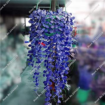 13: Kletterpflanzen Seltene Parthenocissus tricuspidata Seed-Hausgarten Zierpflanzen Vier Jahreszeiten Blumen 60 PC/Beutel 13 Seed : Seeds Only